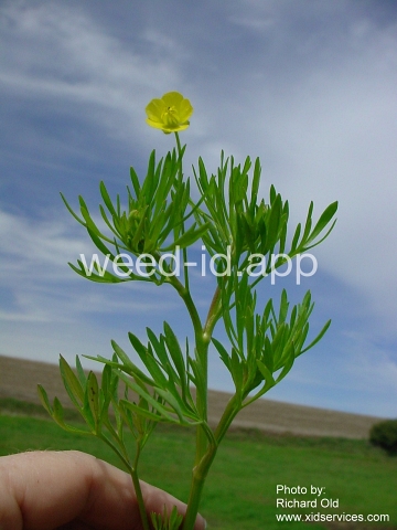 buttercup, corn